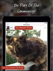 tag a cat - the cat photo app ipad resimleri 3