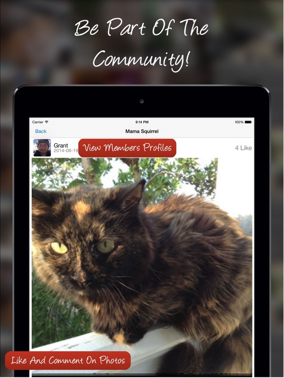 Screenshot #6 pour Tag A Cat - The Cat Photo App