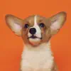 Good Boi! Puppy Sound Training negative reviews, comments