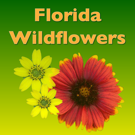 Southern Florida Wildflowers