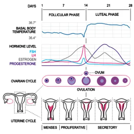 Basal Body Temp Calculator HD Cheats