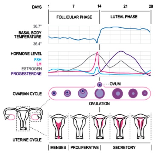 Basal Body Temp Calculator HD