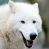 Icon Arctic Wolf Survival Simulator