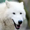 Arctic Wolf Survival Simulator