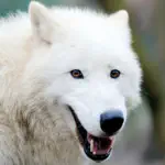 Arctic Wolf Survival Simulator App Contact