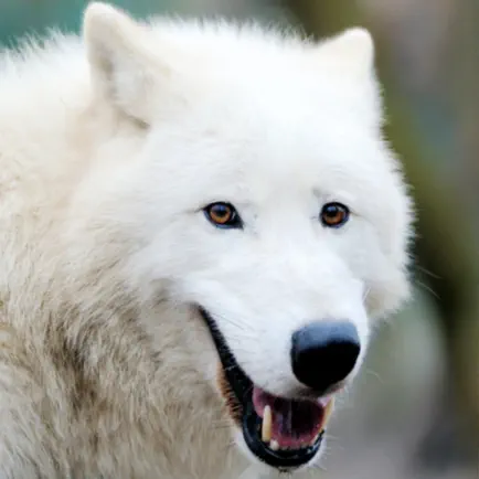 Arctic Wolf Survival Simulator Cheats