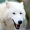App Icon for Arctic Wolf Survival Simulator App in Argentina IOS App Store