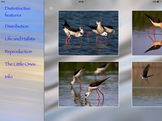 Himantopus(圖5)-速報App