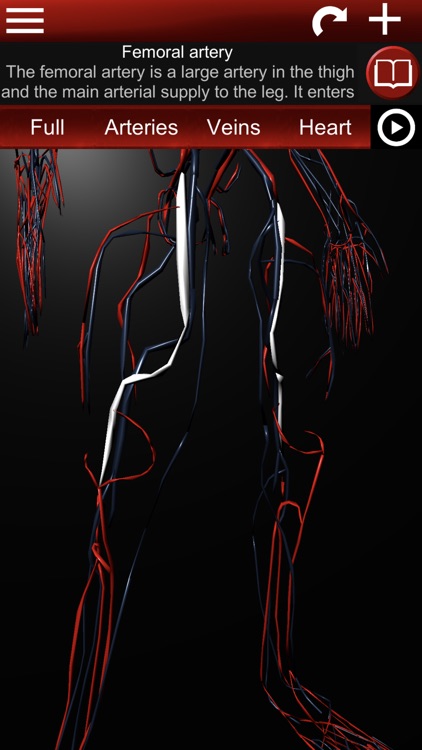 Circulatory System 3D Anatomy