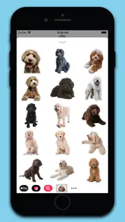 labradoodle stickers iPhone Captures Décran 3
