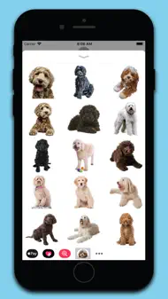 Labradoodle Stickers iphone bilder 2