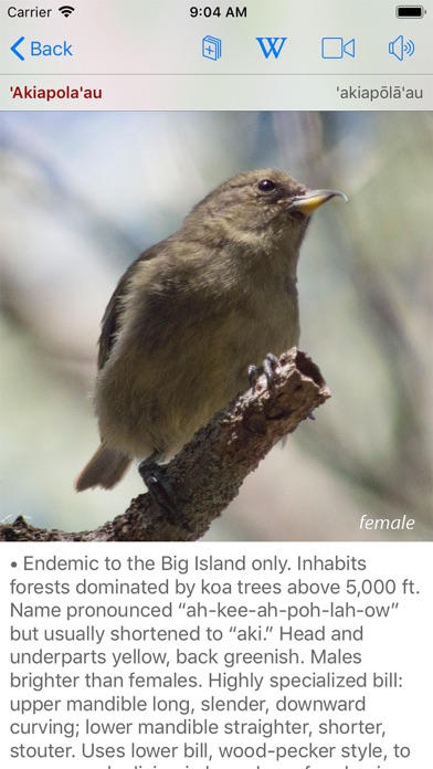 Bird ID Hawaii Screenshot