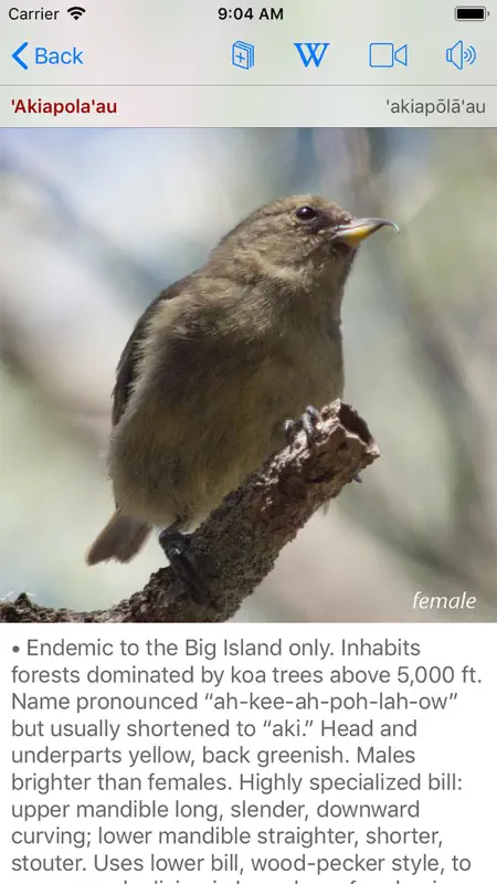 Bird ID Hawaii screenshot 6 of 10