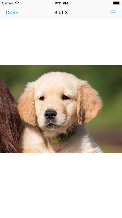 Golden Retriever Puppy Sticker screenshot-6