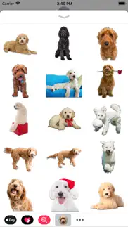 goldendoodle sticker pack iphone resimleri 1