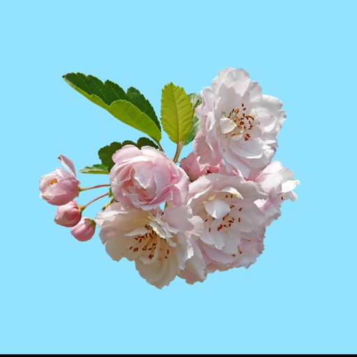 Apple Blossoms icon