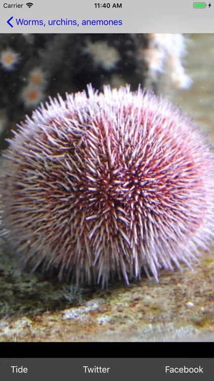 Sea Life EU screenshot-5