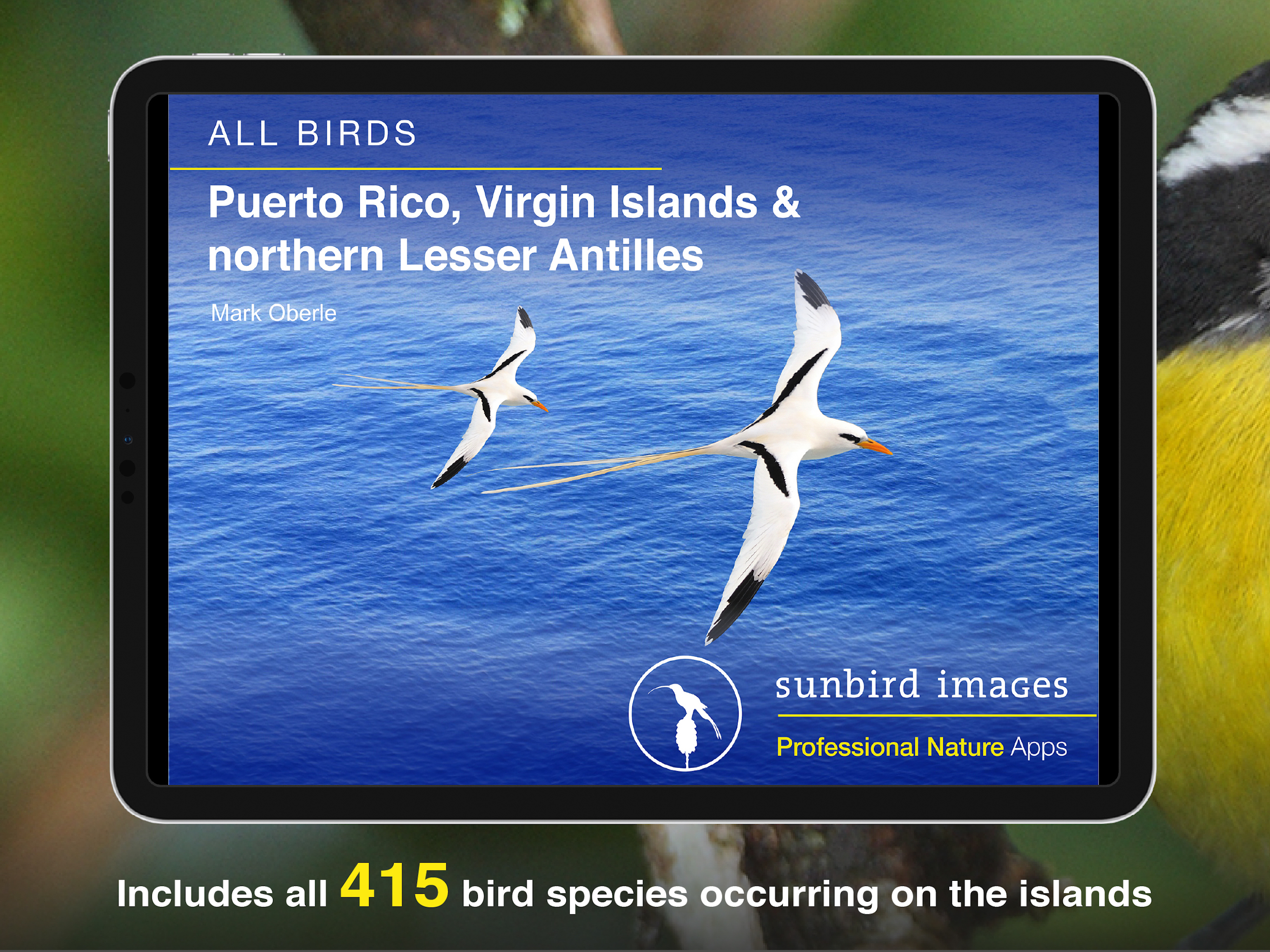 All Birds PR -> Antigua