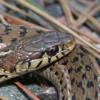 Snakes of North Carolina - Christian Hatch