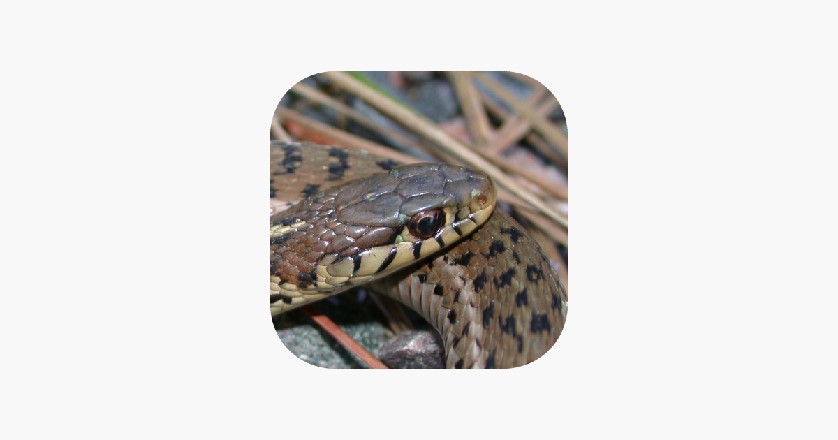 Snake Touch::Appstore for Android