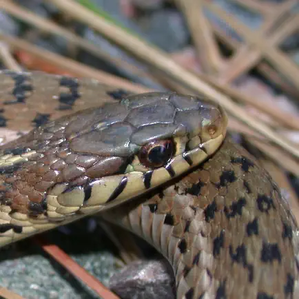 Snakes of North Carolina Читы