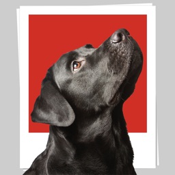 Chiens dans vos photos