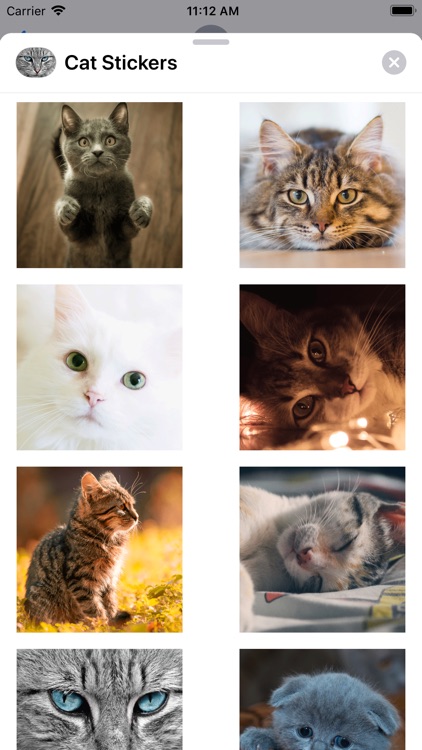 Cute Cat Collection screenshot-4