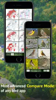 all birds germany problems & solutions and troubleshooting guide - 1