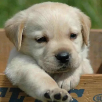 Pets Wallpapers Cheats