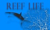Reef Life TV