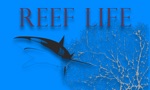 Reef Life TV