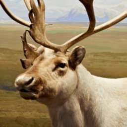 BeyondTheDiorama:Caribou World