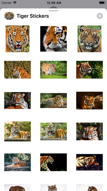 Real Tiger Stickers