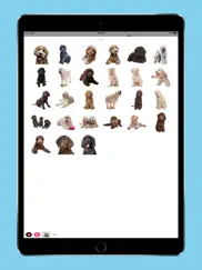 labradoodle stickers iPad Captures Décran 2