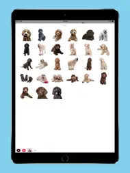 Labradoodle Stickers ipad bilder 1