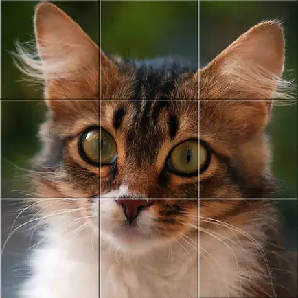 Easy cat puzzle Cheats