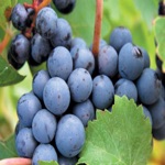 Denver Wine Tour