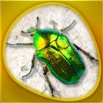 Insecta 360 Gold