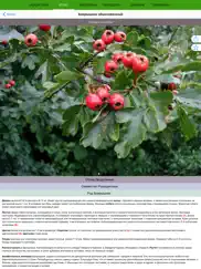 Экогид - Деревья летом айпад изображения 3