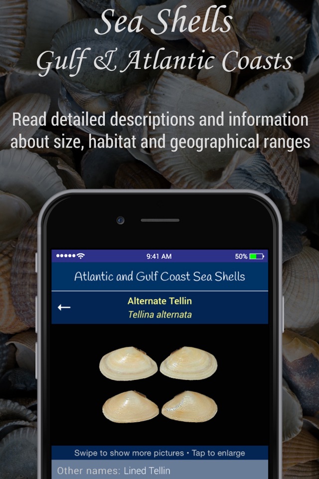 Gulf and Atlantic Sea Shells screenshot 3