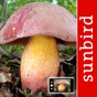 PilzSnap - Pilze sammeln! app download
