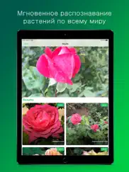 plantsnap pro: identify plants айпад изображения 1