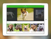 iknow dogs: identificar razas ipad capturas de pantalla 1