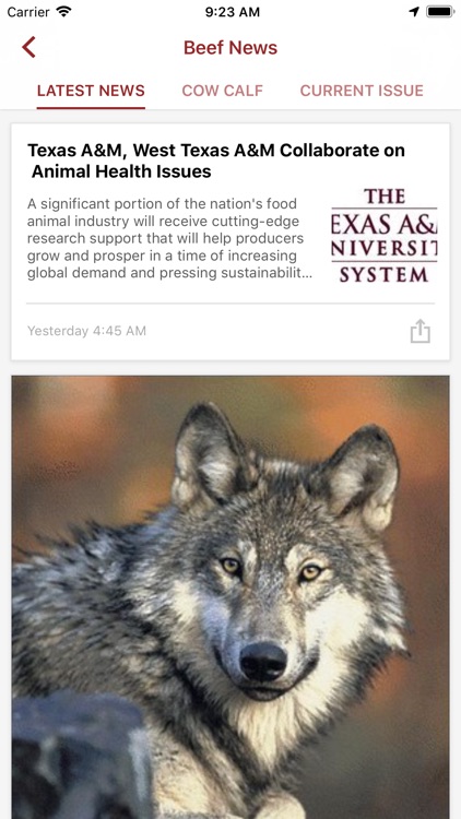 Beef News and Markets