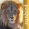 The Golden Safari Guide - Sunbird Images OHG