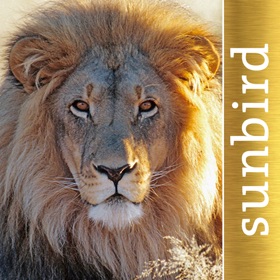 屏幕截图 (10) The Golden Safari Guide
