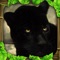 Step into the jungle and live the life of a Black Panther