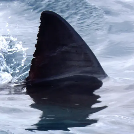 Shark Bytes Cheats