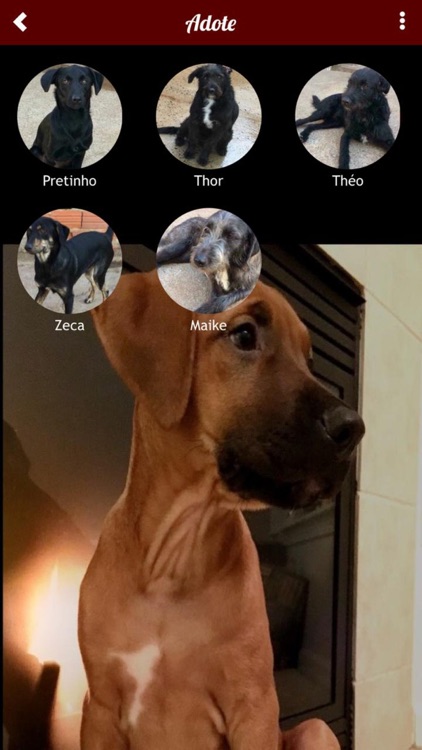 Happy Pet App screenshot-4