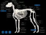 dog anatomy: canine 3d айпад изображения 2
